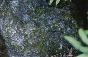 moss on artificial rock